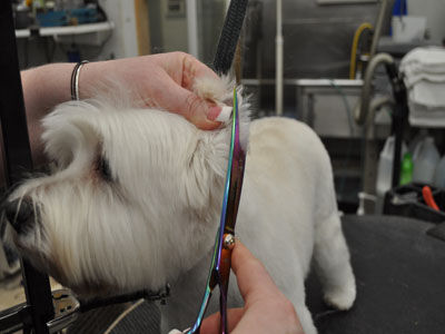 Pet Westie Trim